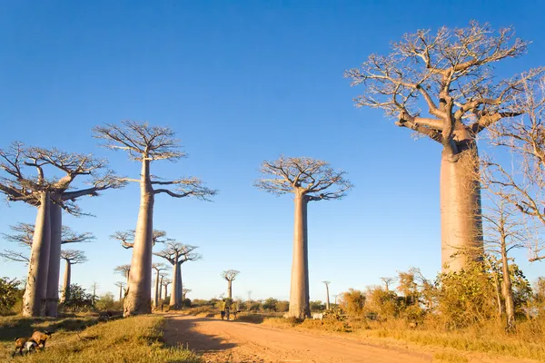 Alberi di baobab — Foto Stock