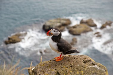 One puffin on the rock - Iceland clipart