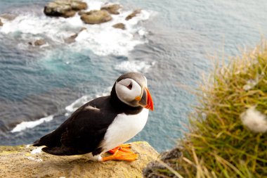 Colorful puffin in latrabjarg - Iceland clipart