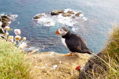 Puffin on the rock - Latrabjarg, Iceland clipart