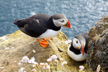 Puffins on the rock - Latrabjarg, Iceland clipart