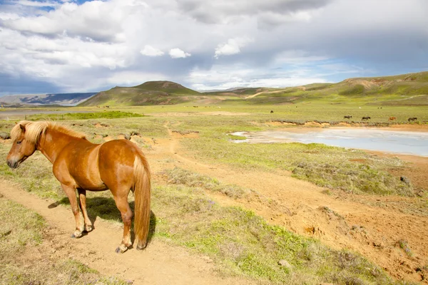 Divoký kůň - Island — Stock fotografie