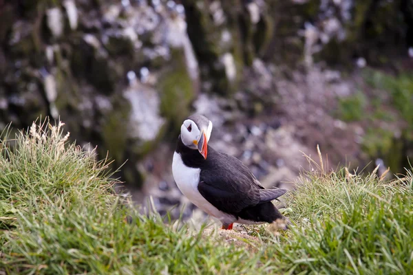 关于绿草-冰岛海雀 — 图库照片