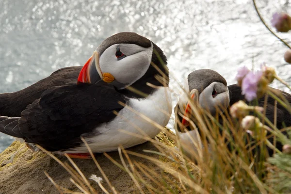 Två lunnefågel på rock - latrabjarg, Island — Stockfoto