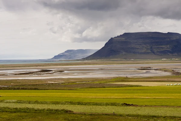 Зеленый луг Вестфьорд - Исландия — стоковое фото