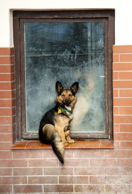 küçük köpek parapetin üzerinde oturan