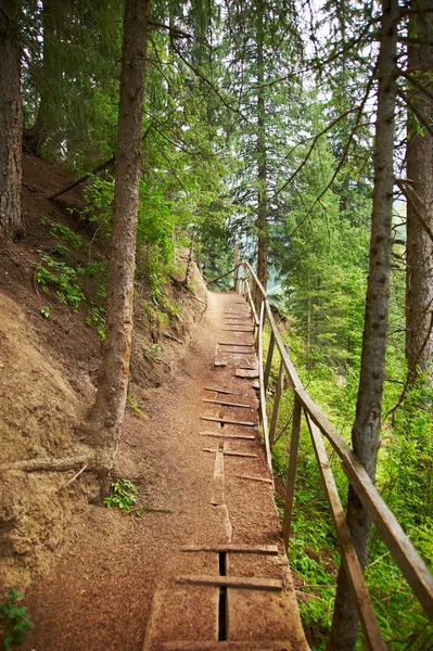 stock image Footpath in pine wood in the summer