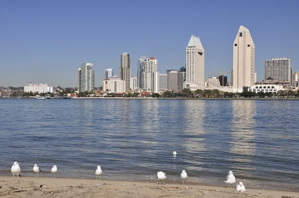 Seagulls and skyline — Stock Photo, Image