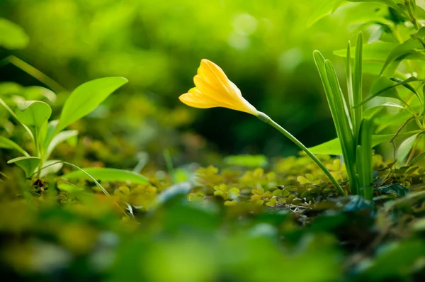 stock image Yellow crocus snowdrop