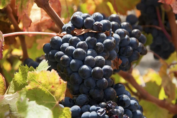 Mellow blue grapes — Stock Photo, Image