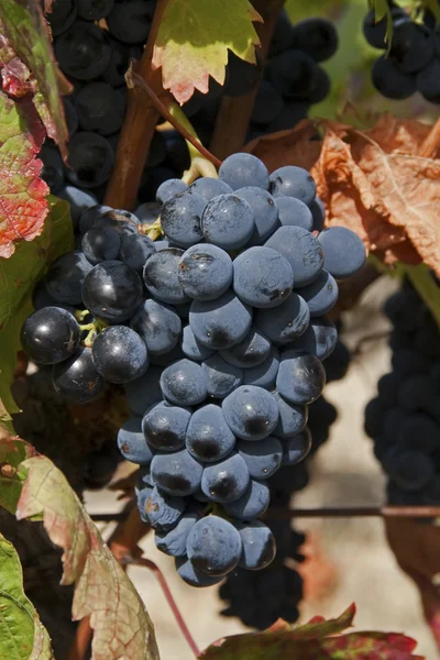 М'який синій винограду — стокове фото