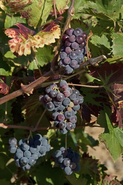 Mellow blue grapes — Stock Photo, Image