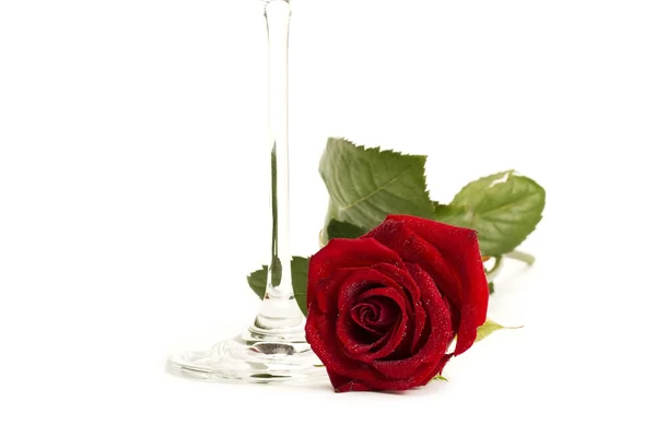 Våta röda Ros nära botten på ett champagneglas — Stockfoto