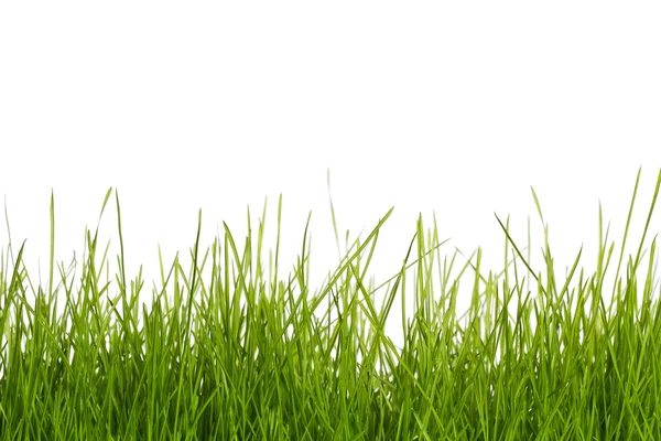 stock image Grass with white background