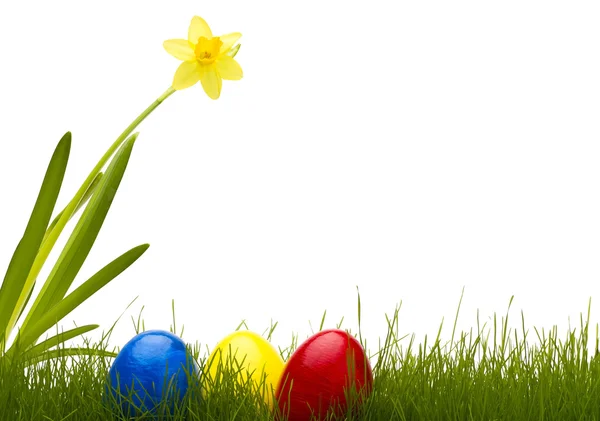 Tres Huevos Pascua Hierba Con Narciso Con Fondo Blanco —  Fotos de Stock