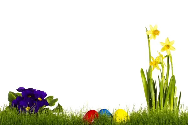 Tres huevos de Pascua con primula púrpura y narciso —  Fotos de Stock