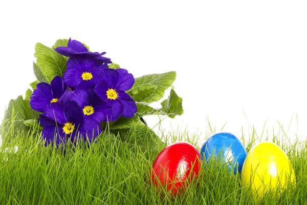 Huevos de Pascua con una primula morada — Foto de Stock