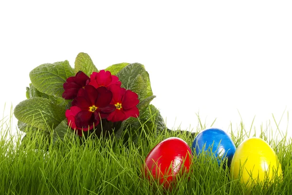 Huevos Pascua Con Una Primula Roja Sobre Fondo Blanco —  Fotos de Stock