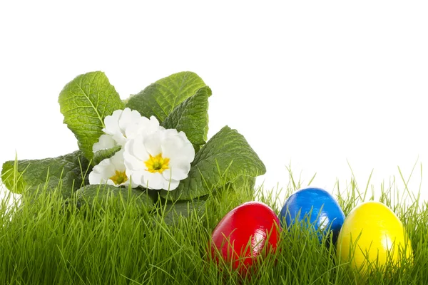 Huevos de Pascua con una primula blanca — Foto de Stock