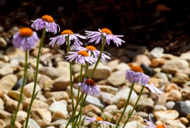 Felicia amelloides (Blue Marguerite) clipart