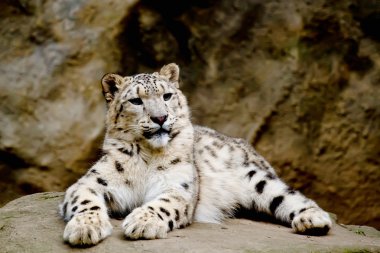 Snow Leopard Irbis (Panthera uncia) looking ahead clipart