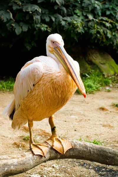 Pelican (Pelicanus onocrotalus) posing in camera — Stock Photo, Image