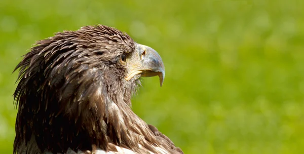 Bigsea Eagle (Haliaeetus albicill) op zoek naar prooi — Stockfoto