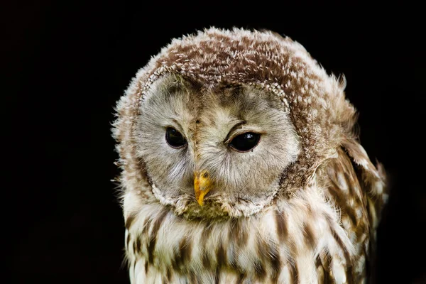 Portrait Ural Owl, Strix uralensis, a nightbird — Stock Photo, Image