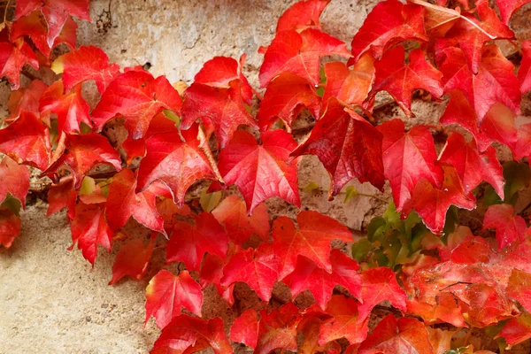 Φθινόπωρο κόκκινα χρωματισμένα φύλλα σε πέτρινο τοίχο — Φωτογραφία Αρχείου