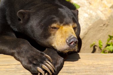 Sun bear also known as a Malaysian bear clipart