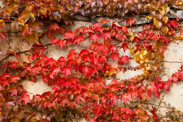 Outono folhas coloridas vermelhas na parede de pedra para uso backgroung — Fotografia de Stock