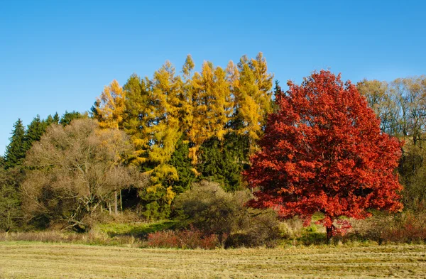 Herfst lanscape kleur bomen en weide — Stockfoto