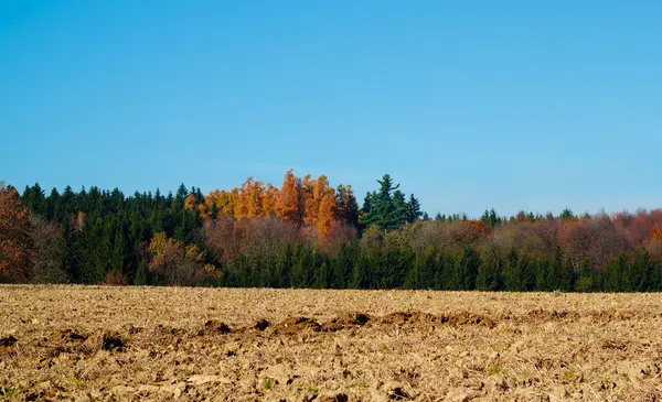 Осенние цветные деревья и луг — стоковое фото