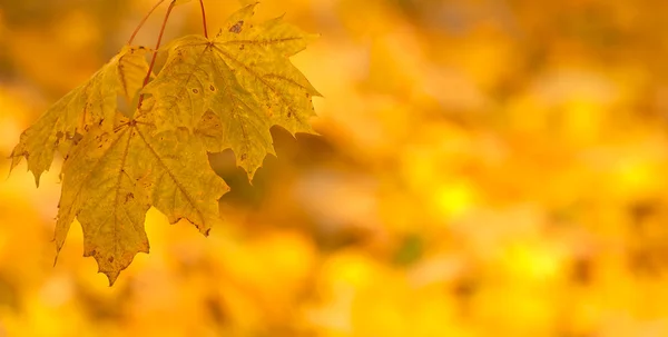 Turuncu sonbahar arka plan çok sığ odak ile bırakır. — Stok fotoğraf