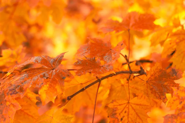 Pomarańczowe Jesienne liście tło z bardzo płytkiej ostrości — Zdjęcie stockowe