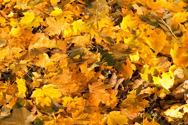 Turuncu sonbahar yaprakları yere düşmek — Stok fotoğraf