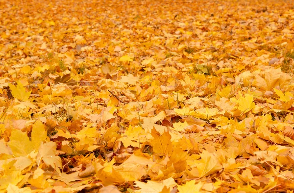 Caída naranja hojas de otoño en el suelo — Foto de Stock