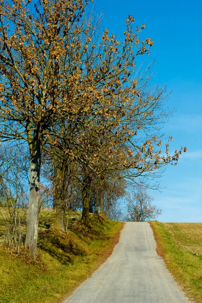 Road in the autumn with yellow trees Stock Photo