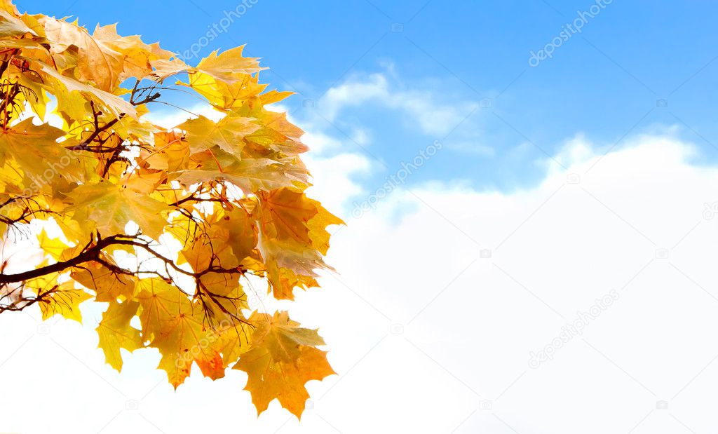Colorful autumn leaves with blue sky and white clouds for background