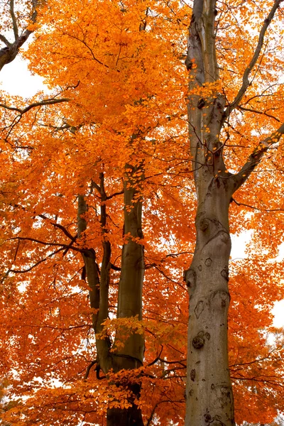 Herfst boom oranje landschap in park — Stockfoto