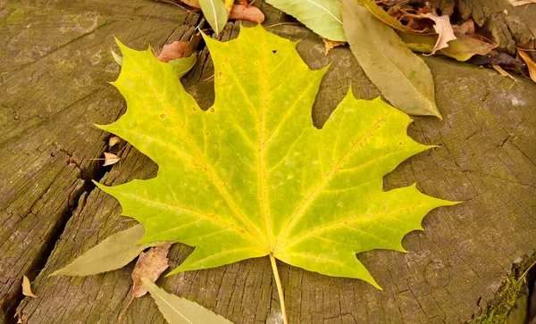 Кленовые листья на пне — стоковое фото