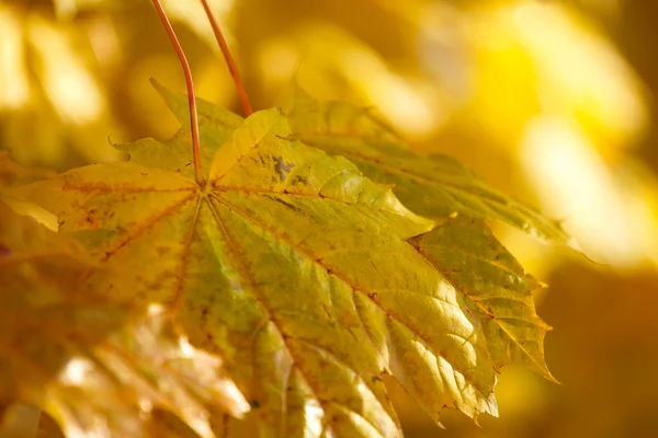 Höstens bakgrund med mycket grunt fokus — Stockfoto
