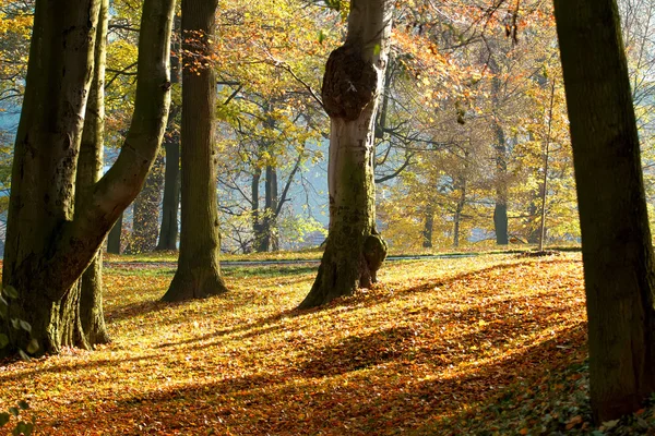 Sonbahar sabahı, güneş ve gölgeler parktayken