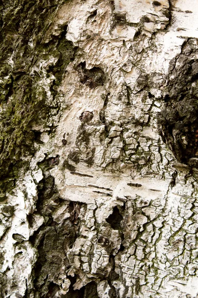バーチ樹皮のテクスチャーの背景やパターンの使用 — ストック写真