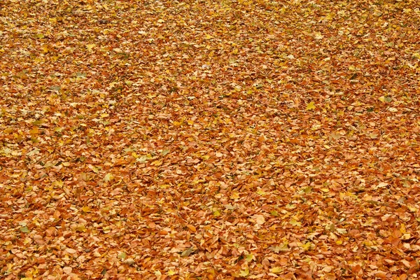 Hojas caídas en el suelo en el parque en otoño para el fondo o la textura — Foto de Stock