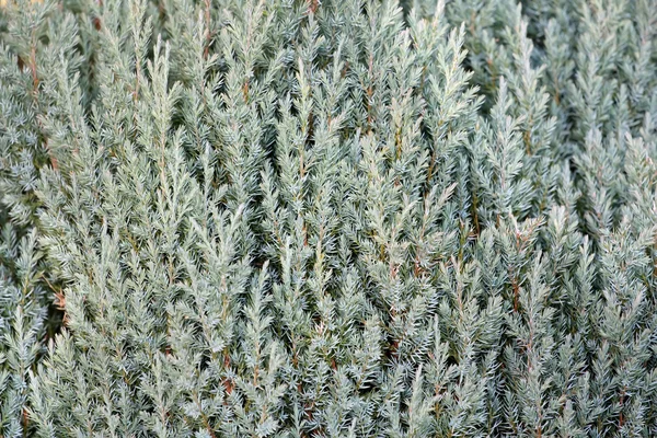 Needles,Conifer for texture or background use — Stock Photo, Image