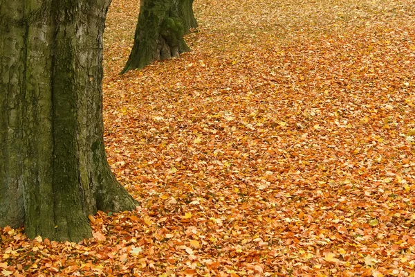 Hojas caídas en el suelo en el parque en otoño — Foto de Stock