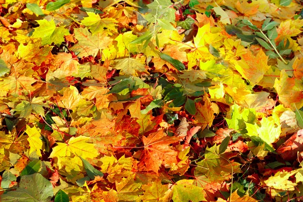 Podzim oranžové podzimní listí na zemi pozadí — Stock fotografie