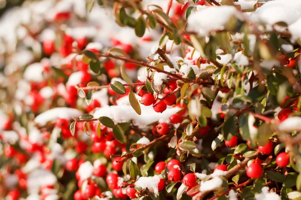 赤いシラタマノキと雪で冬の背景 — ストック写真