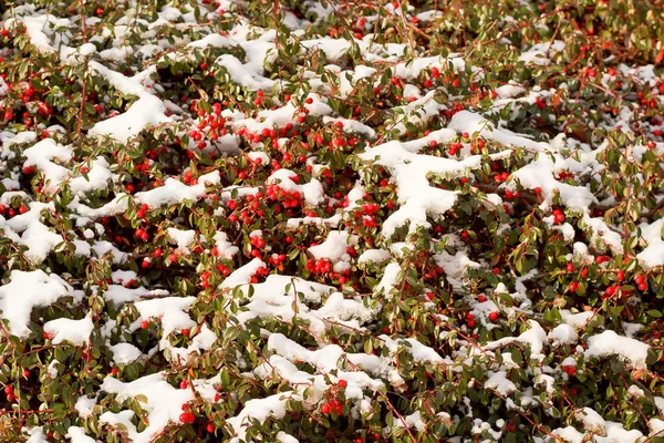 Winter achtergrond met rode gaultheria en sneeuw — Stockfoto